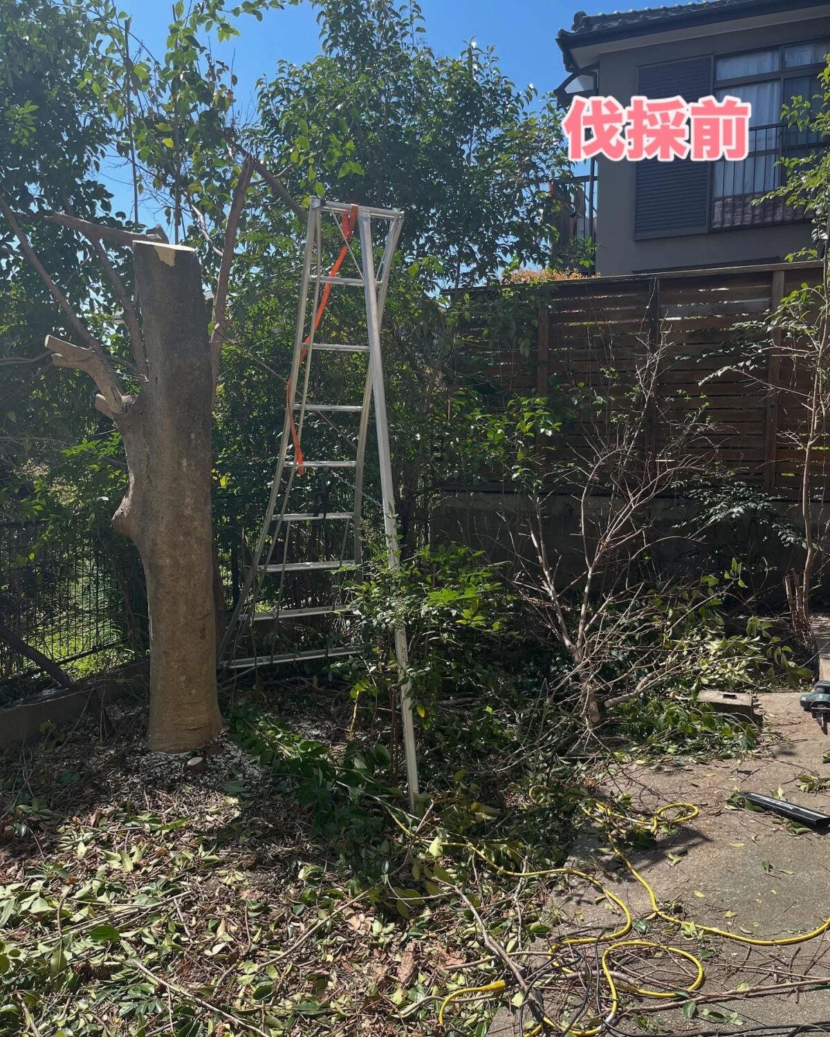 庭仕事🌲