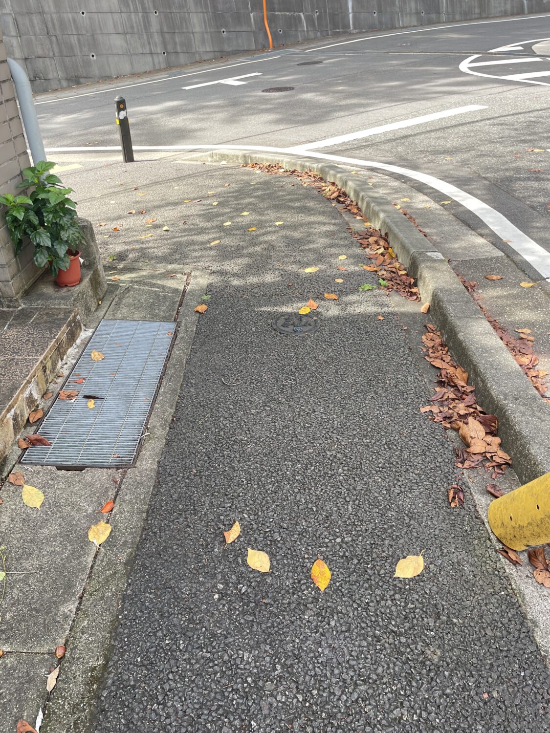 落ち葉がいっぱい