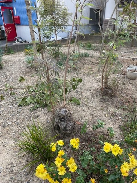 朝から伐採🌲