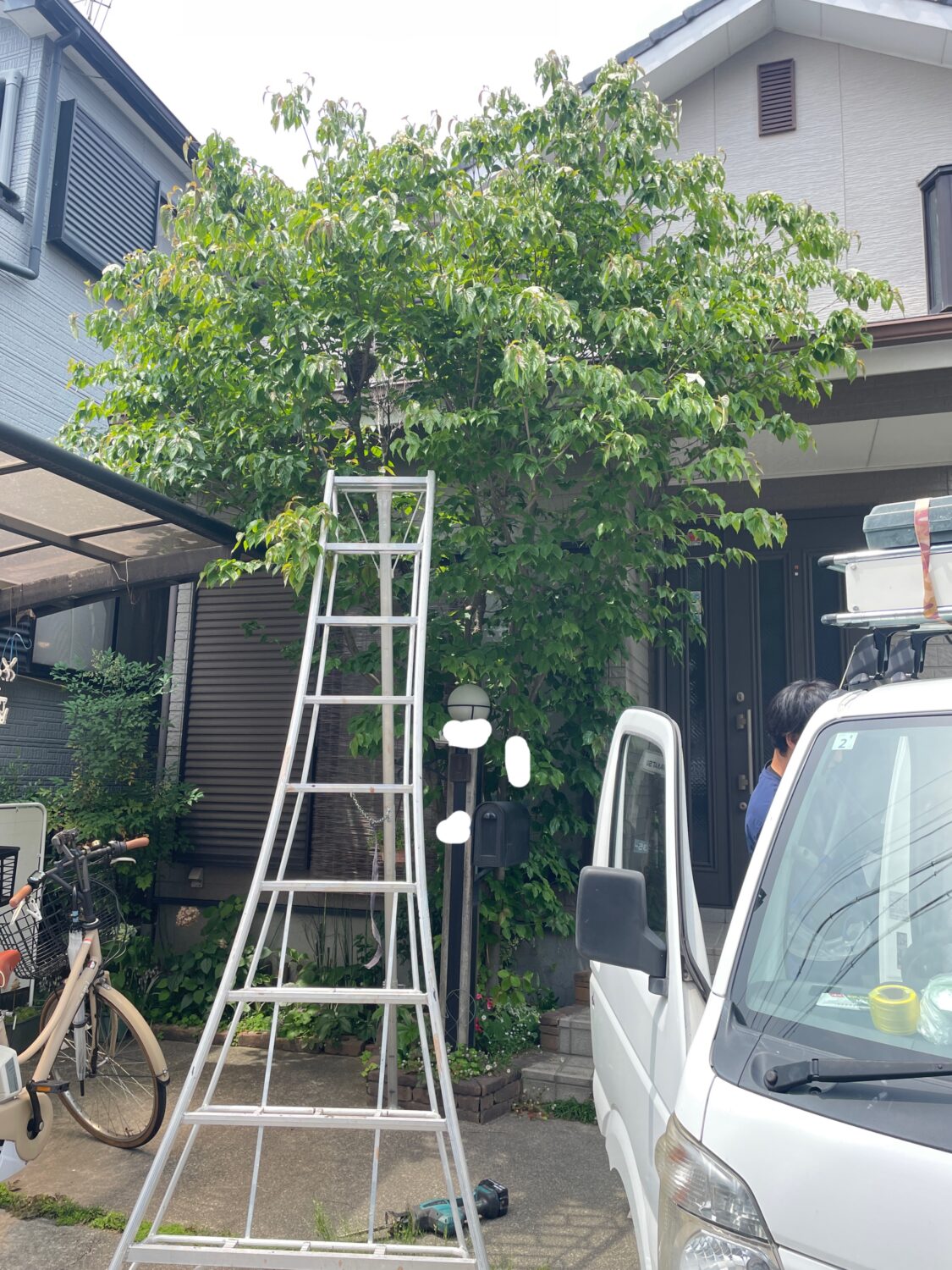庭木剪定🌳