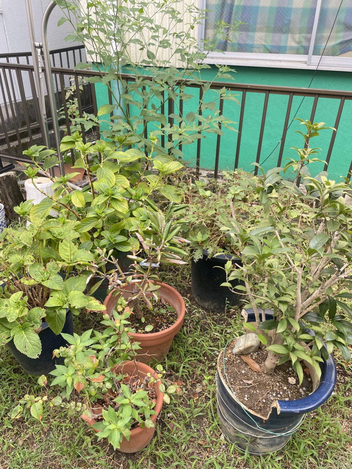お庭のお手入れ🌲