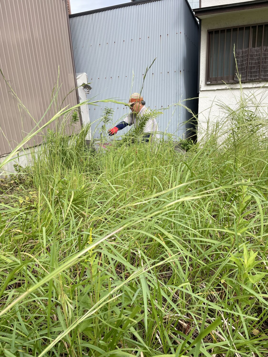 雑草対策のご依頼🏡