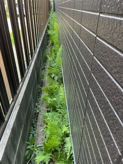 狭小草取り💦
