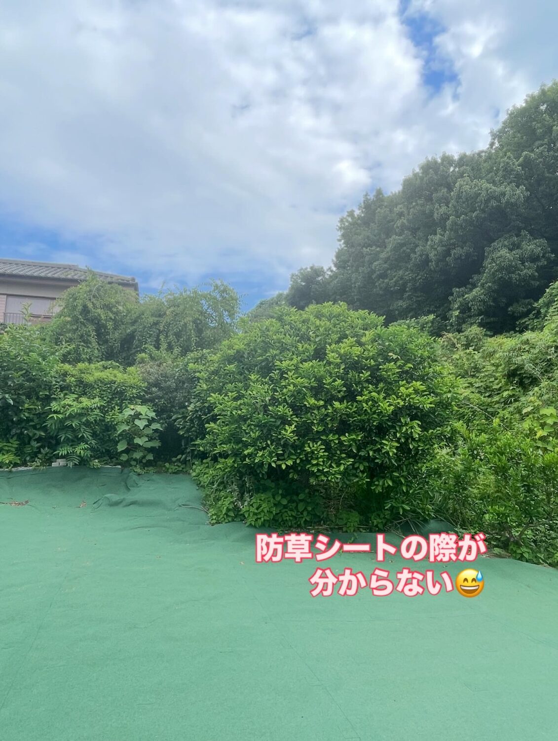 お庭のお手入れ